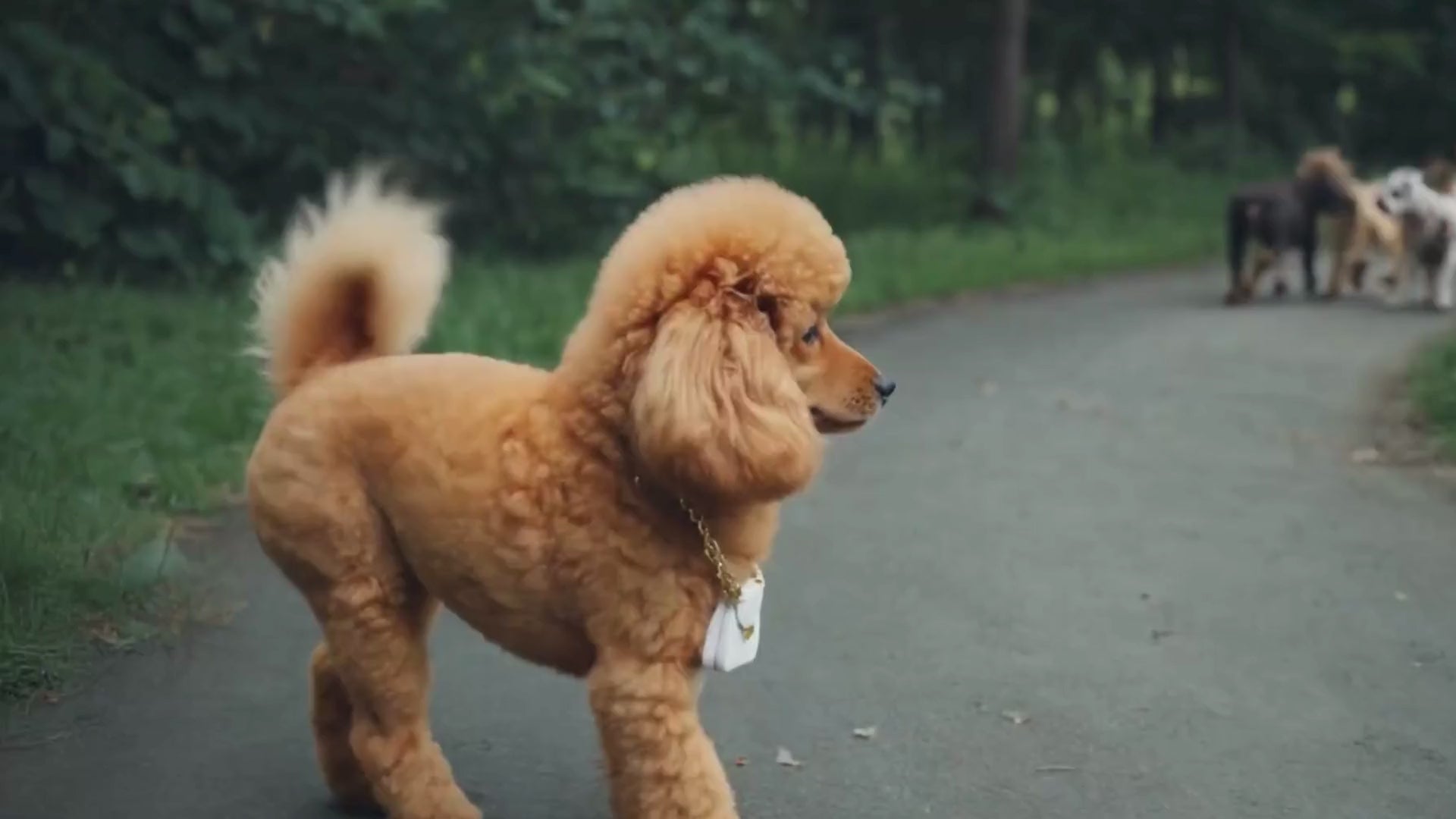 וידאו נטען: 